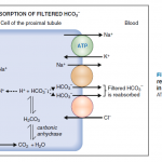 Các hệ đệm trong máu và Nhiễm acid máu