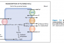 Các hệ đệm trong máu và Nhiễm acid máu