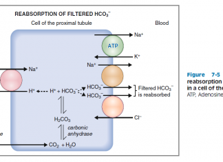 Các hệ đệm trong máu và Nhiễm acid máu