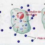 Hiện tượng khuếch tán và các yếu tố ảnh hưởng