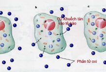 Hiện tượng khuếch tán và các yếu tố ảnh hưởng