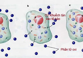 Hiện tượng khuếch tán và các yếu tố ảnh hưởng