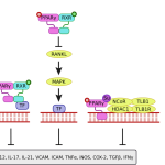 Rối loạn sinh tổng hợp protein do gen cấu trúc và gen điều hòa