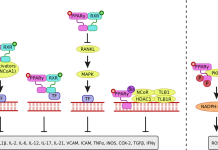 Rối loạn sinh tổng hợp protein do gen cấu trúc và gen điều hòa