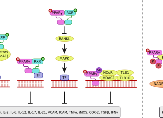Rối loạn sinh tổng hợp protein do gen cấu trúc và gen điều hòa