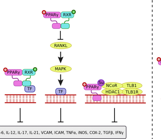 Rối loạn sinh tổng hợp protein do gen cấu trúc và gen điều hòa