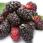 Những tác dụng chữa bệnh của quả dâu ta