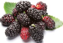 Những tác dụng chữa bệnh của quả dâu ta