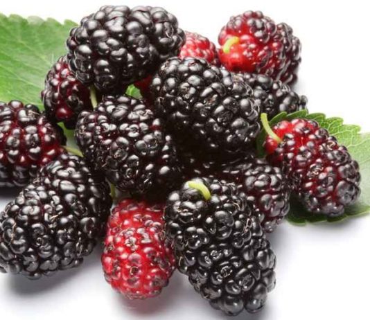 Những tác dụng chữa bệnh của quả dâu ta