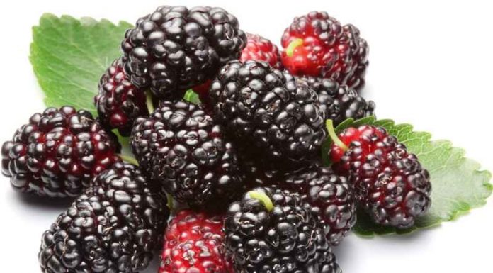 Những tác dụng chữa bệnh của quả dâu ta