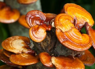 Ngộ độc Botulism