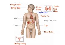 Rối loạn chức phận nội tiết