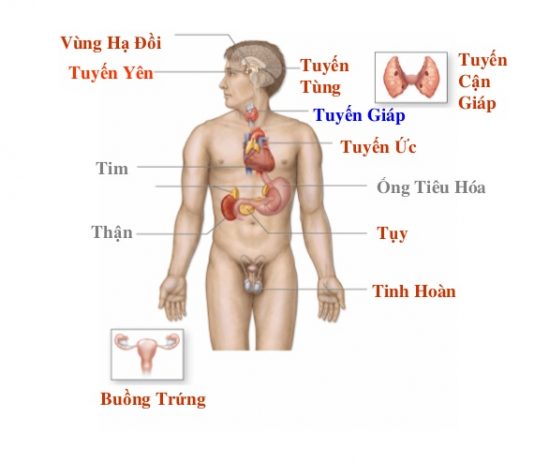 Rối loạn chức phận nội tiết