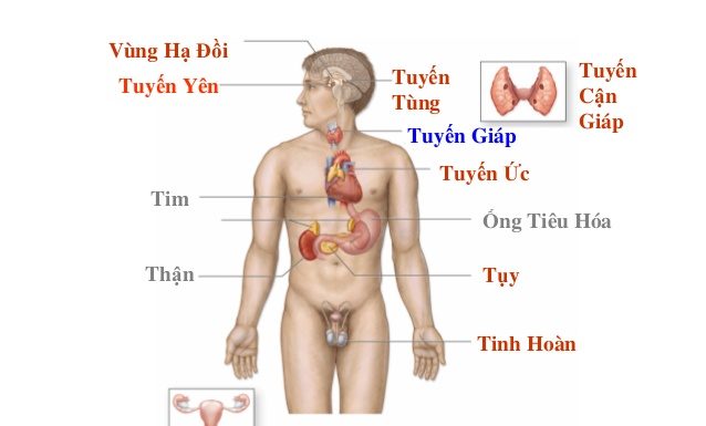 Rối loạn chức phận nội tiết