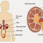 các nguyên nhân gây viêm cầu thận cấp, thận hư nhiễm mỡ. Thay đổi nước tiểu ở bệnh thận
