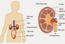 các nguyên nhân gây viêm cầu thận cấp, thận hư nhiễm mỡ. Thay đổi nước tiểu ở bệnh thận