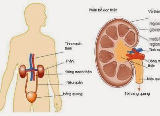 các nguyên nhân gây viêm cầu thận cấp, thận hư nhiễm mỡ. Thay đổi nước tiểu ở bệnh thận