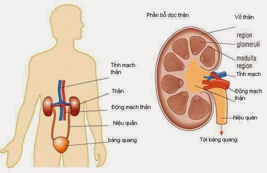 các nguyên nhân gây viêm cầu thận cấp, thận hư nhiễm mỡ. Thay đổi nước tiểu ở bệnh thận