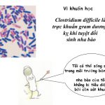 Những vi khuẩn gây bệnh thường gặp trong y học