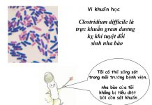 Những vi khuẩn gây bệnh thường gặp trong y học