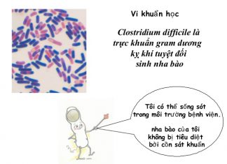 Những vi khuẩn gây bệnh thường gặp trong y học