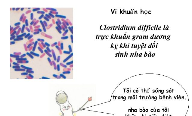Những vi khuẩn gây bệnh thường gặp trong y học