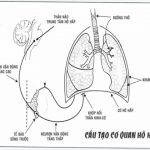 Rối loạn hô hấp