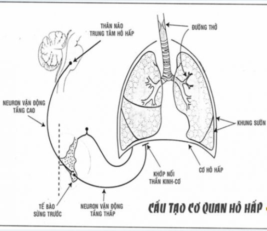 Rối loạn hô hấp