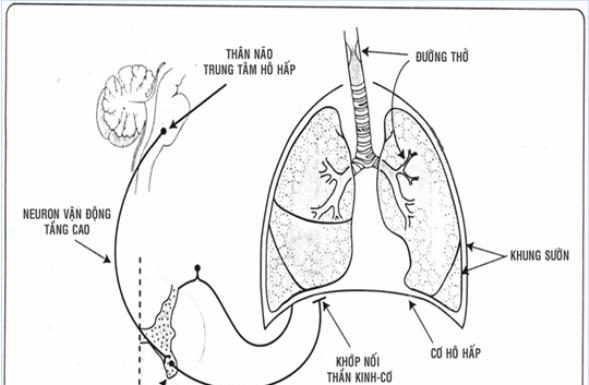 Rối loạn hô hấp