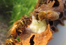 Tác dụng tuyệt vời của phấn hoa và sữa ong chúa