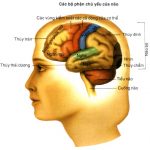 CÁC CHẤT TRUNG GIAN DẪN TRUYỀN CỦA HỆ THẦN KINH TRUNG ƯƠNG VÀ KÊNH ION