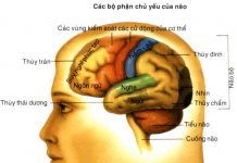 CÁC CHẤT TRUNG GIAN DẪN TRUYỀN CỦA HỆ THẦN KINH TRUNG ƯƠNG VÀ KÊNH ION
