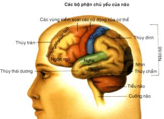 CÁC CHẤT TRUNG GIAN DẪN TRUYỀN CỦA HỆ THẦN KINH TRUNG ƯƠNG VÀ KÊNH ION