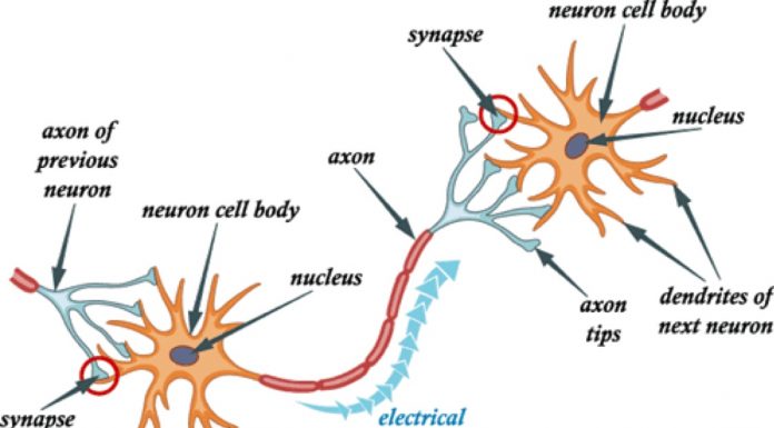 CÁC CHẤT TRUNG GIAN DAN TRUYỀN CỦA HỆ THẦN KINH TRUNG ƯƠNG VÀ KÊNH ION