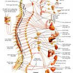 Các hệ phản ứng của hệ thần kinh thực vật