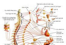 Các hệ phản ứng của hệ thần kinh thực vật