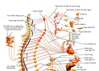 Các hệ phản ứng của hệ thần kinh thực vật