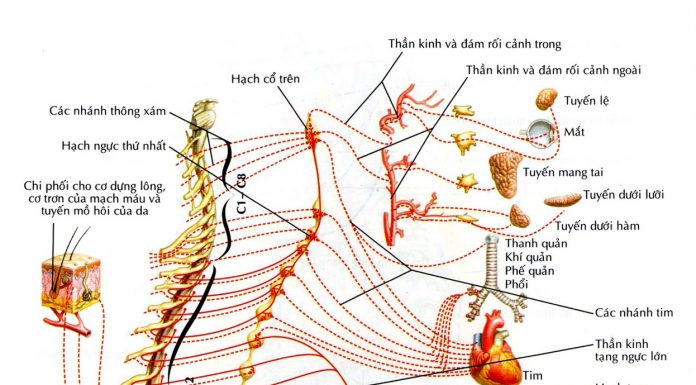 Các hệ phản ứng của hệ thần kinh thực vật