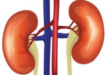 Người chỉ có một thận sống như thế nào?