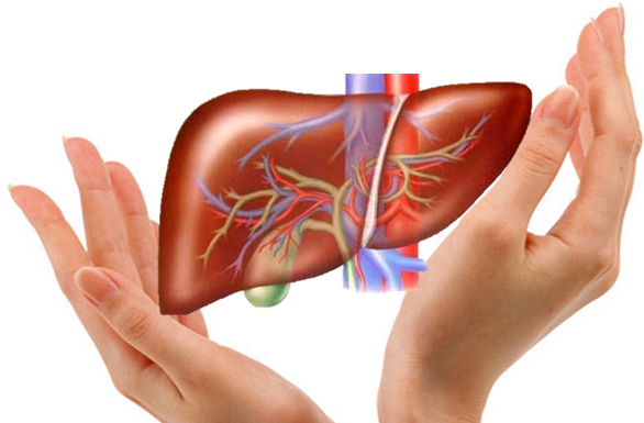 Rối loạn tuần hoàn và chức phận tạo máu của gan