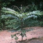 CÔNG DỤNG CỦA CÂY BÁCH BỆNH