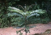 CÔNG DỤNG CỦA CÂY BÁCH BỆNH