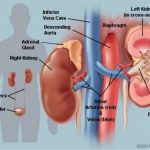 Thải trừ thuốc qua thận