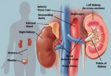 Thải trừ thuốc qua thận