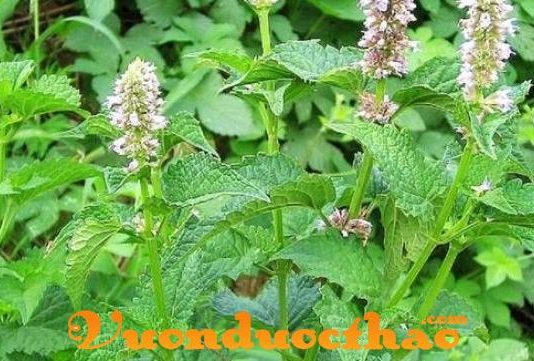 CAO LỎNG HOẮC HƯƠNG CHÍNH KHÍ