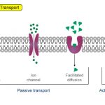 Receptor và tác dụng của thuốc