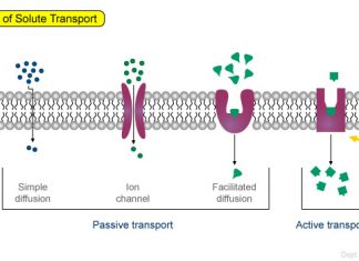 Vận chuyển thuốc qua màng sinh học