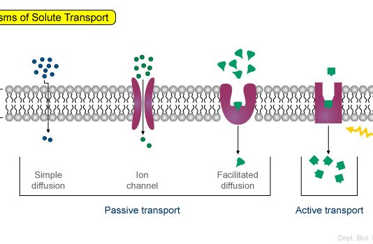 Vận chuyển thuốc qua màng sinh học