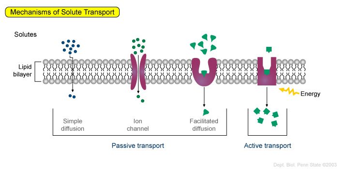 Receptor và tác dụng của thuốc