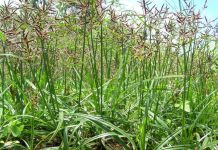 CÁC CÂU HỎI THƯỜNG GẶP VỀ BỆNH THAN NGUY HIỂM TRONG CỘNG ĐỒNG